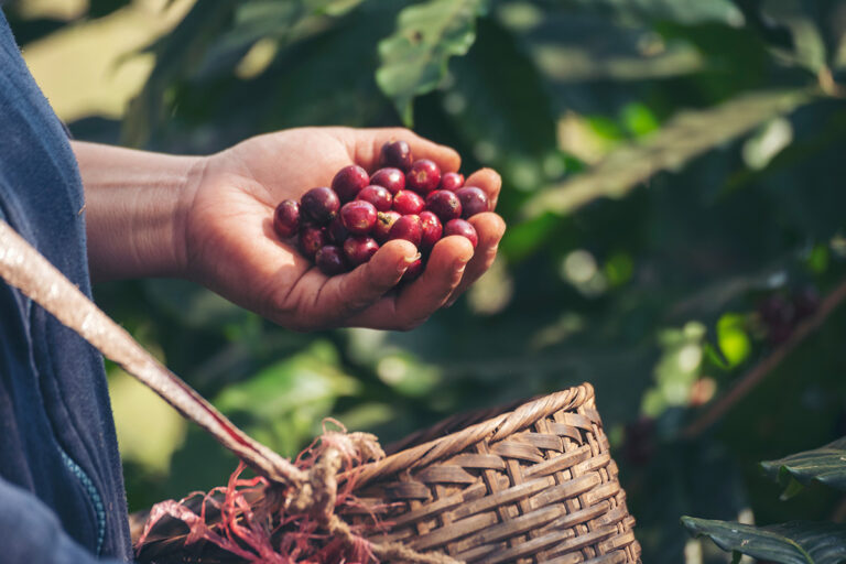 De la finca a tu taza: el viaje de nuestros granos