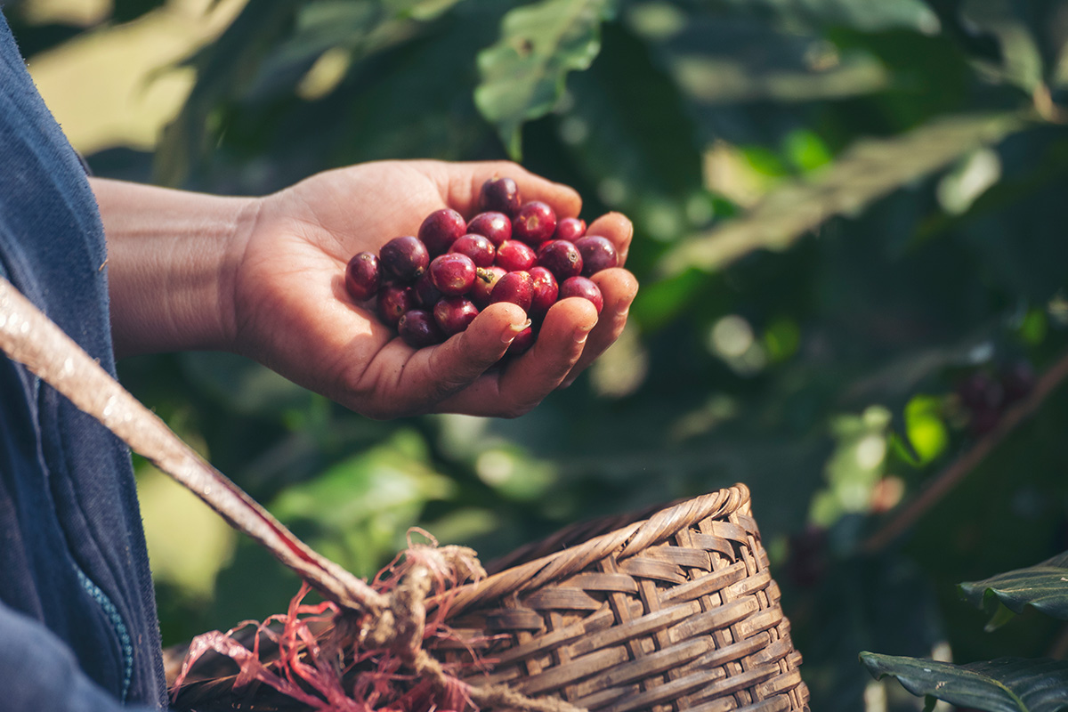 De la finca a tu taza: el viaje de nuestros granos
